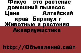 Фикус - это растение домашний пылесос  › Цена ­ 1 200 - Алтайский край, Барнаул г. Животные и растения » Аквариумистика   